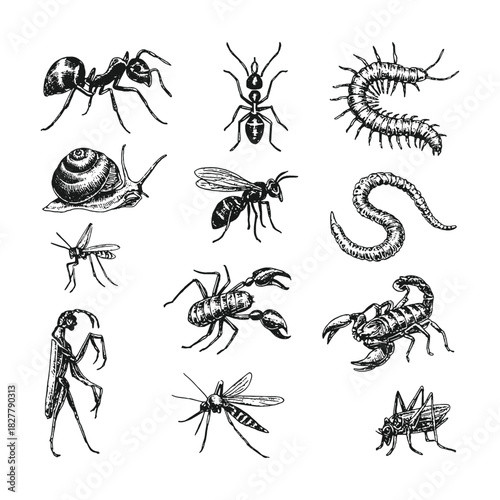 Detailed black-and-white insect and arthropod vector set in scientific engraving style, perfect for educational charts, nature studies, entomology graphics, and vintage illustrations.