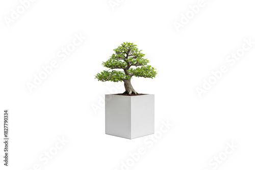 Ficus or other broadleaf bonsai tree in a tall, clean white square planter, isolated on white