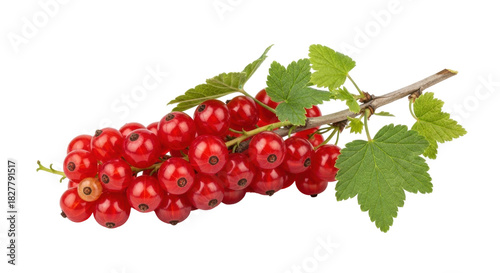 Isolated bunch of fresh red currant berries on stem, healthy sweet raw fruits and leaves