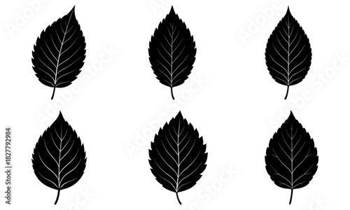 Elegant leaf design elements for nature lovers, botanical illustrations with timeless style, perfect for adding a touch of organic beauty to any project