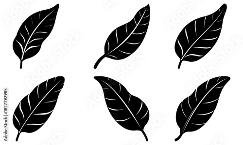 Elegant botanical leaves artfully arranged, a timeless nature inspired design element for invitations, branding and creative projects originally vector art