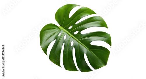 Isolated monstera leaf tropical greenery plant foliage nature botanical jungle studio shot