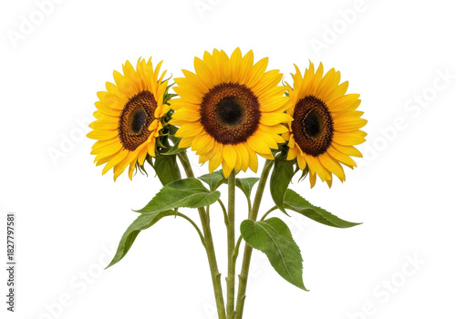 Isolated sunflower bouquet, three flowers with stems and leaves, yellow petals, golden bloom