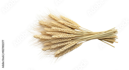 Quadro em tela Isolated sheaf of wheat stalks for decoration of rustic bouquet, still life, or