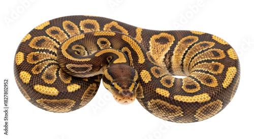 Isolated ball python in a coiled position, a popular pet reptile known for its docile nature