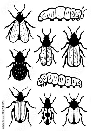 Vintage hand-drawn illustration set of various stylized black and white beetles and crawling caterpillars, created with a rough textured charcoal or chalk style, isolated entomology collection