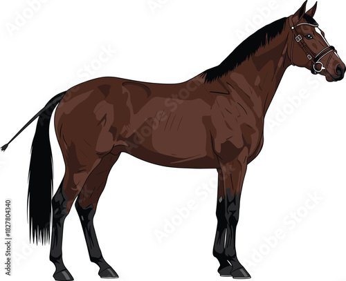 Realistic Brown Horse Vector Illustration with Bridle