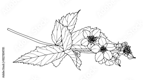 Blueberry blossom outline isolated on white background. Hand-drawn branch with flowers and leaves