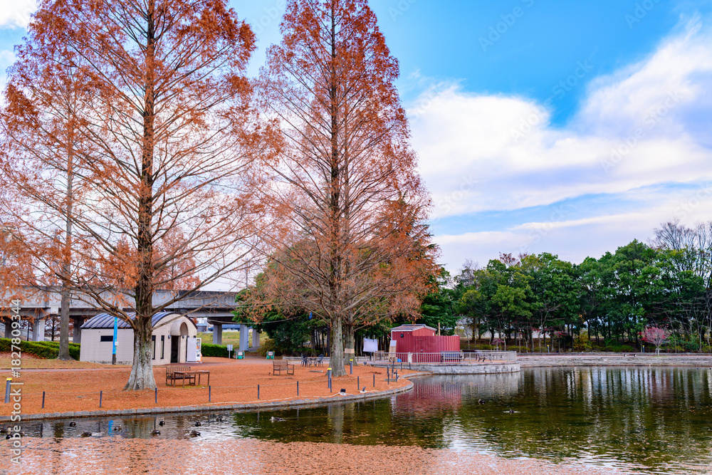 Obraz premium 杜の都仙台 秋の七北田公園を歩む 