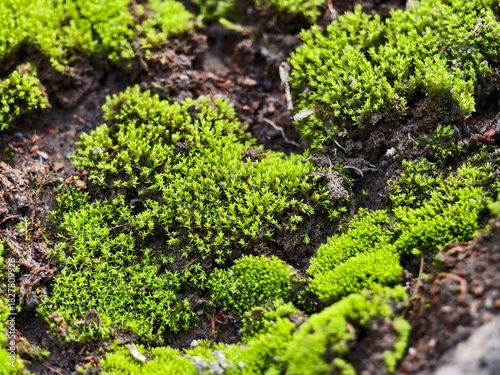 Close-up of green Moss Pigweed and Peperomia pellucida on soil
