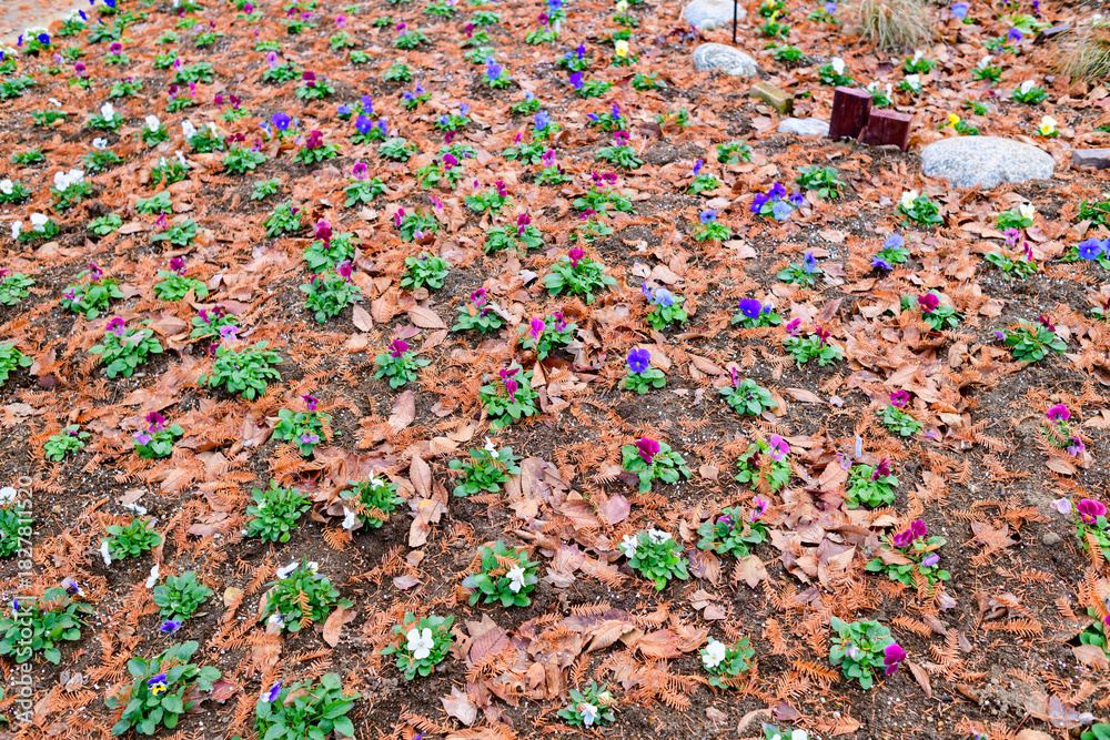 Obraz premium 杜の都仙台 秋の七北田公園を歩む 