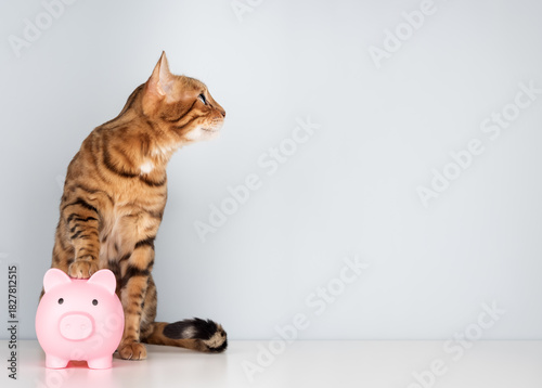 Bengal cat with a pink piggy bank on a minimalist background
