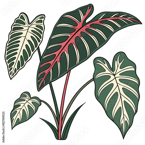 Colorful illustration of an Alocasia plant with unique, patterned leaves. colorful illustration