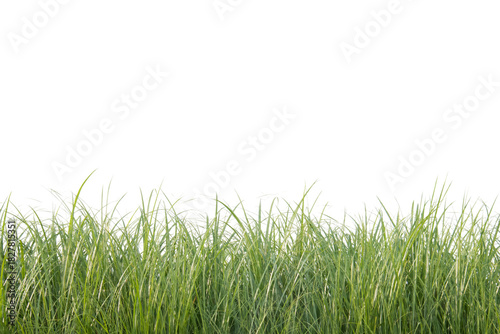 Line of grass blades isolated with clipping path