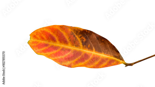 Yellow and brown Queens flower or Lagerstroemia speciosa leaf isolated with clipping path