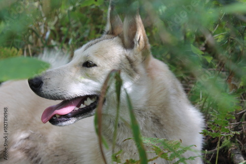 husky