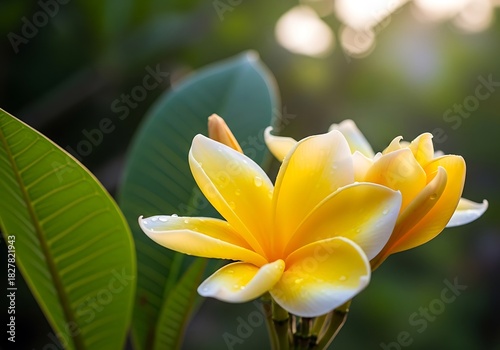 Delicate yellow and white flower petals glistening with dew drops in soft light.