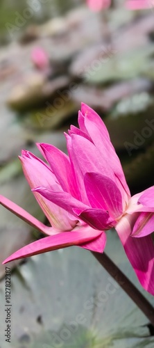 Delicate petals of a sacred pink lotus flower unfolding in a tranquil water garden with a soft, blurred background