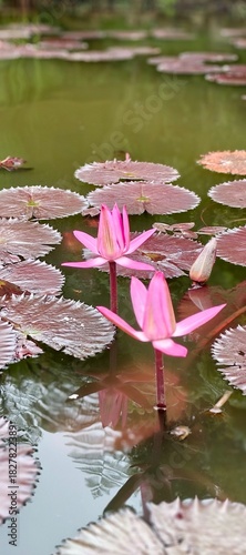 Two vibrant pink water lilies gracefully bloom in a serene pond, surrounded by lush green lily pads, their delicate beauty reflecting in the calm water, creating a peaceful natural scene