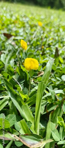 A single bright yellow wildflower blossoms amidst a lush carpet of vibrant green grass on a sunny day