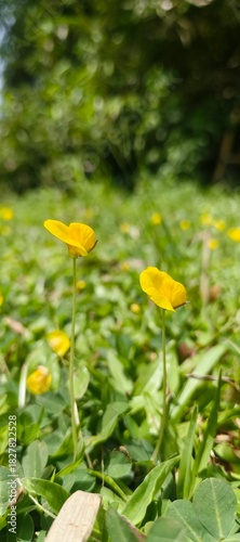 Sunlit yellow buttercup flowers in a vibrant green grass field, a serene and beautiful natural background of a spring meadow