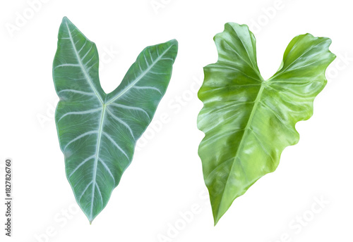 Alocasia wentii leaf isolated with clipping path