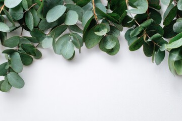 Lush green eucalyptus leaves creating a natural border against a white background