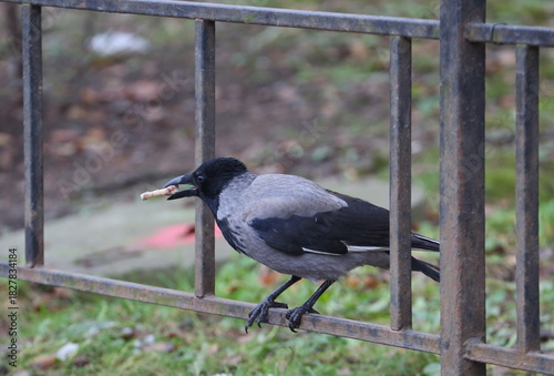 A crow sitting on a fence holds a bone in its beak