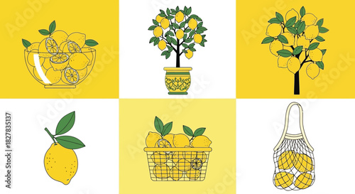 Lemon harvest vector illustration set for graphic design, lemon season harvest time design.