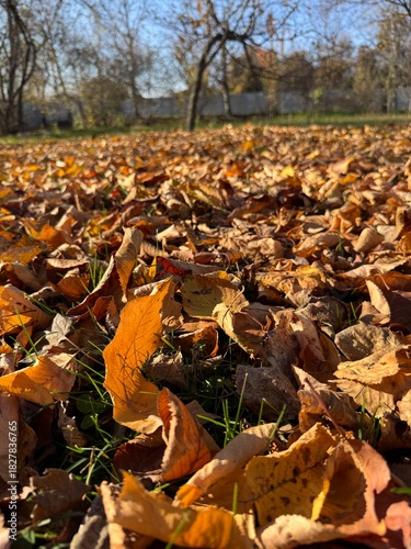 Fallen colorful maple leaves on ground in autumn city park. Withered colorful tree leaves lying on the earth in autumn . Carpet of autumn leaves . Fallen Brown Leaves on Autumn Ground .