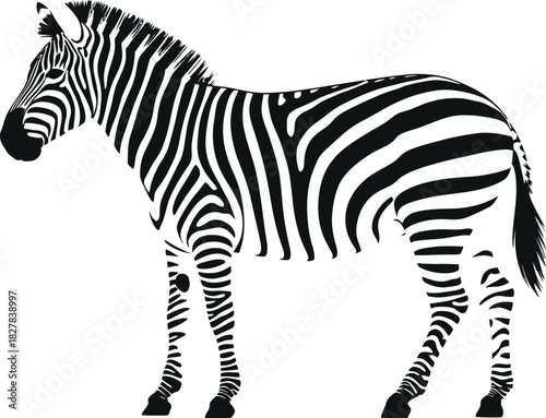 Black zebra silhouette standing animal wildlife