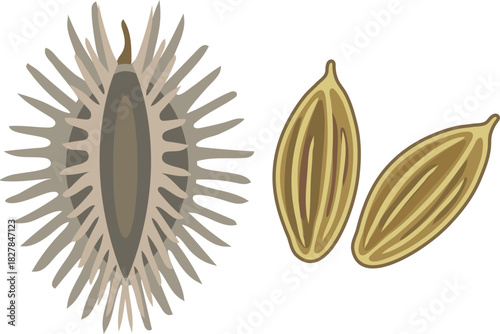 Fruit of carrot and seeds of carrot on white background