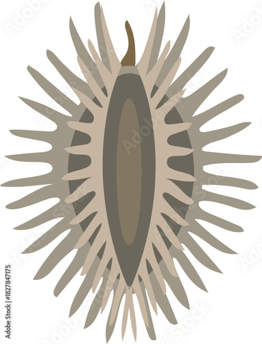 Fruit of carrot on white background