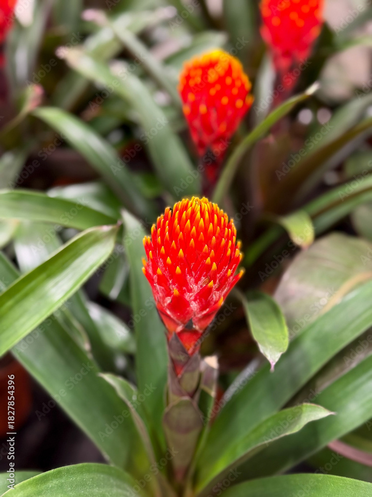 Obraz premium Blooming Red Vriesea Flaming Sword Bromeliad exotic flower close up, floral wallpaper background
