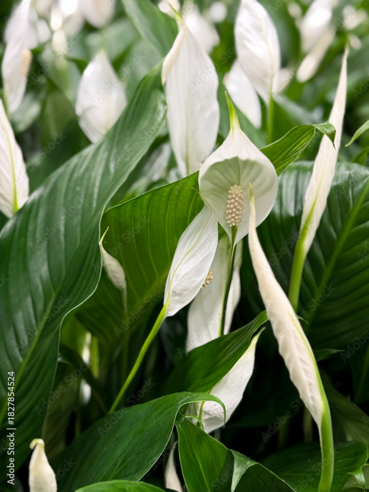 Obraz premium Beautiful white Spathiphyllum cannifolium decorative garden flowers close up, floral wallpaper background with white Spathiphyllum flowers