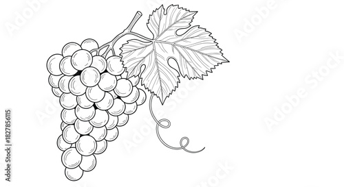 Detailed black and white line art drawing of a cluster of grapes complete with a leafy vine and a delicate tendril.