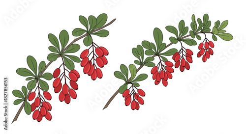 Two beautifully detailed sprigs of barberry berries with fresh green leaves showcasing their natural essence.