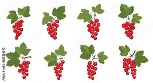 Collection of eight vibrant bunches of red currants with fresh green leaves showcasing their natural beauty and ripeness.