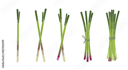 Detailed illustration showcasing various arrangements of fresh green lemongrass stalks from single pieces to neatly tied bundles.