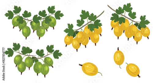 Fresh and vibrant collection of gooseberry branches with green and yellow berries along with individual ripe gooseberries.