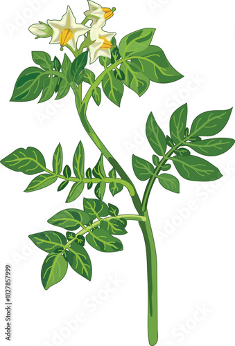Flowering potato plant in botanical illustration style isolated on white background	