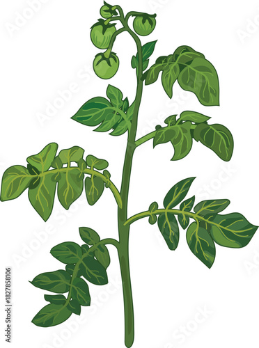 Potato stem with green leaves and fruits in botanical illustration style isolated on white background	
