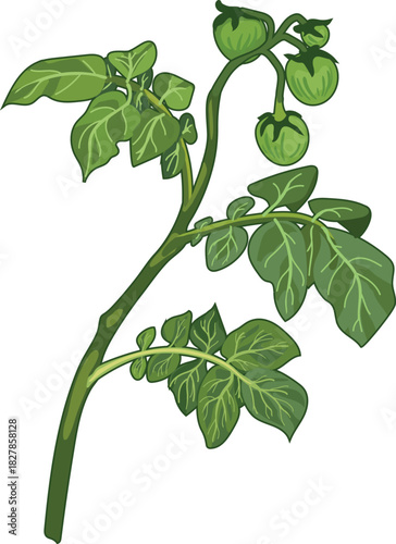 Potato stem with green leaves and fruits in botanical illustration style isolated on white background	