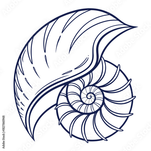 Nautilus shell illustration, a marine gastropod mollusk