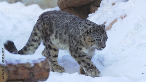 Snow leopard steps softly across deep glittering snow with strong confident paws. Animal moves through frosty sanctuary with quiet power