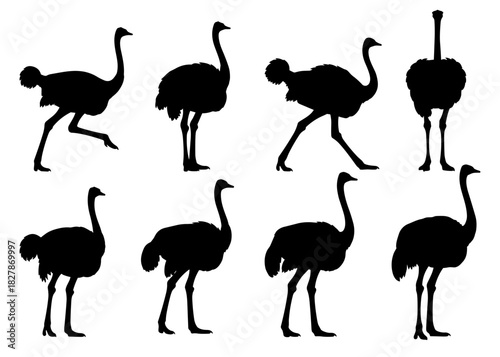 Ostrich silhouettes show tall elegant poses and long dynamic legs. Each figure captures natural motion and balanced proportions. The silhouettes have very high quality