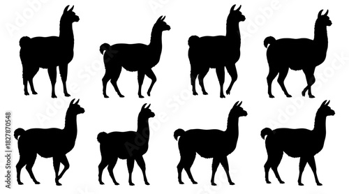 Llama silhouettes present calm standing and walking poses with soft outlines. Each figure shows balanced proportions and natural movement. The silhouettes have very high quality