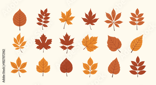 Collection of colorful autumn leaves in various shapes and fall colors including maple oak and birch on a light background.