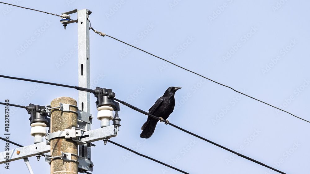Obraz premium Black raven sitting on electricity witre inf ront of blue sky