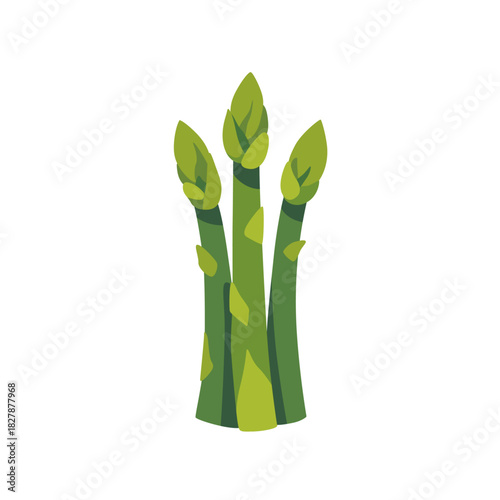 Fresh green asparagus spears vegetable bunch, isolated flat style vector illustration